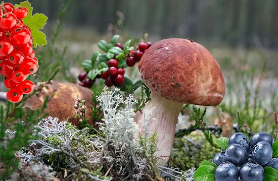 Ягодный мир